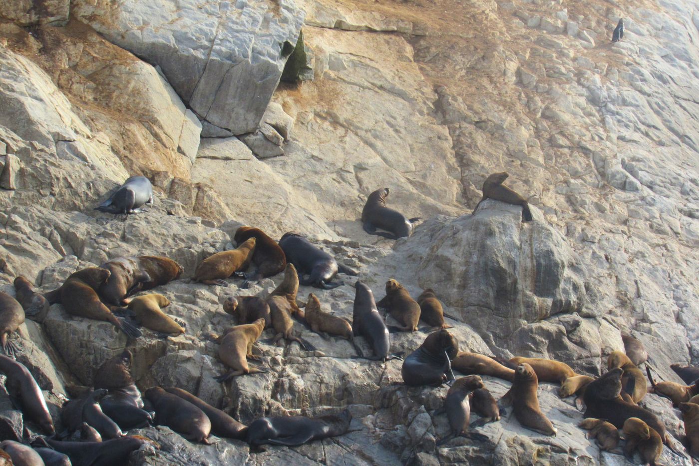 Palomino Islands and swim with sea lions, Lima Peru - photo 1