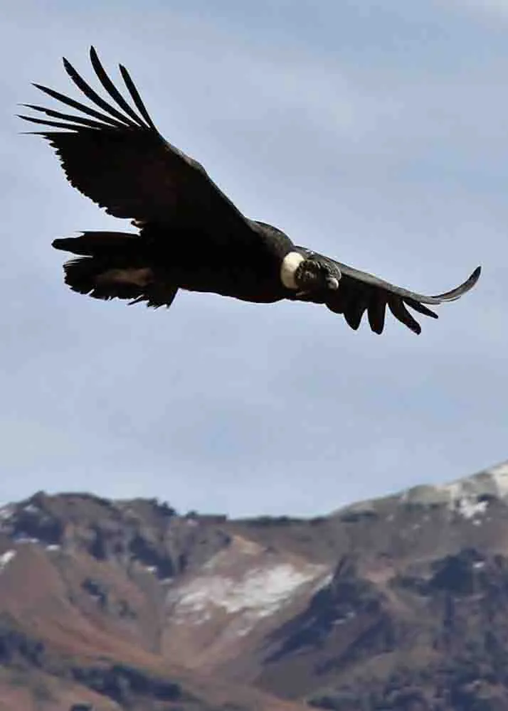 COLCA CANYON TREKKING – 2 DAYS