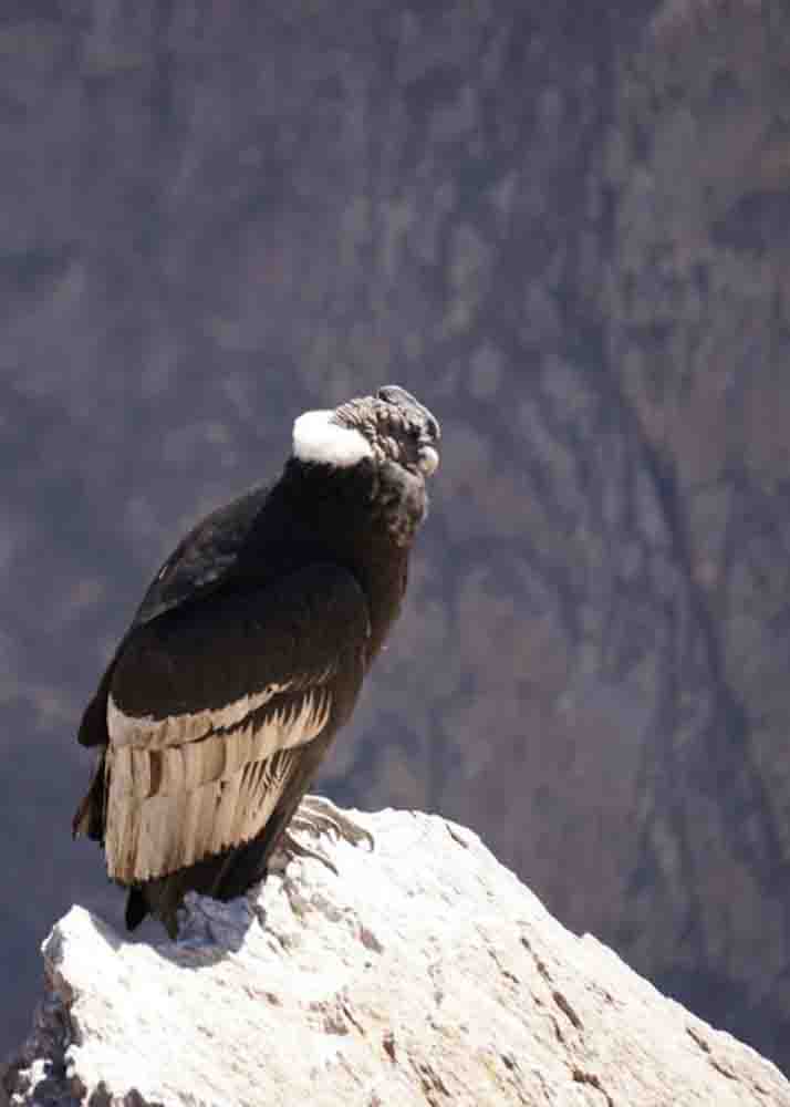 COLCA CANYON TOUR – 2 DAYS