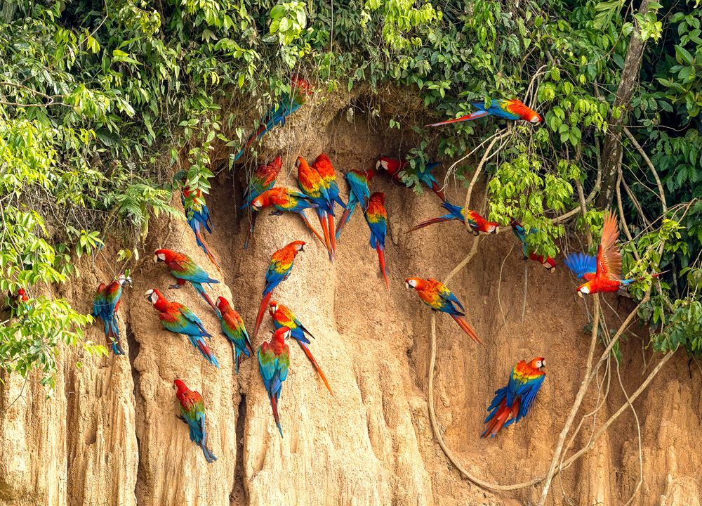 MACAW CLAY LICK TOUR – 2 DAYS