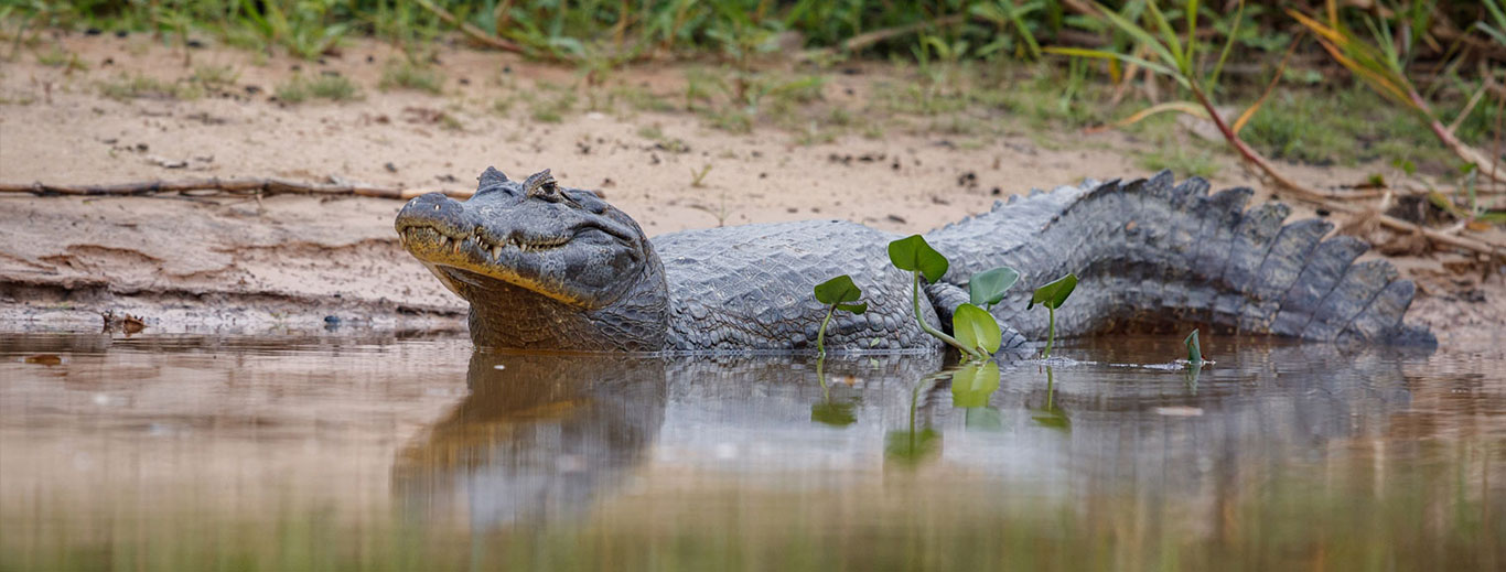 TOUR MANU – ZONA RESERVADA 7 DÍAS