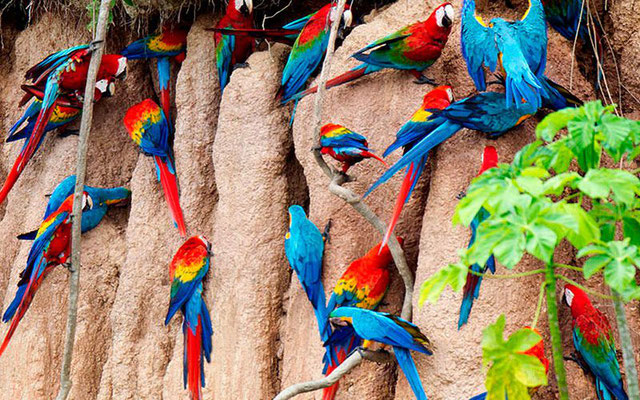 TAMBOPATA ADVENTURE TOUR – 4 DAYS