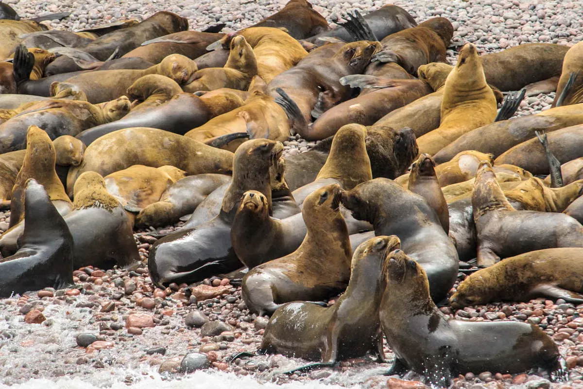 PALOMINO ISLANDS TOUR AND SWIMMING WITH SEA LIONS